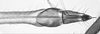 Stylus.: !! display not done !! on Anoecia (Anoecia) cornicola (Walsh, 1863): Rostrum of Anoecia cornicola. (Observation).