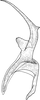 Stylus: !! display not done !! on Doratura stylata (Boheman, 1847): Stylus. (Observation).