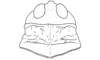 Tetrixocephalus micropterum Ronderos, 1970: Fig. 41. female, head and pronotum, dorsal view. (Otu).