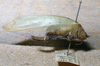 CollectionObject 1537332; 0acbf3cc-a49e-4bdb-8f3d-bea3080f9653: female, lateral view. (CollectionObject).