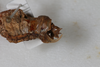 CollectionObject 1505827; 5e71975e-4ca4-4de7-8ba1-4b47be8d796c: Male, terminalia, lateral view (syntype). (CollectionObject).