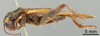 Male, lateral view (lectotype) Depicts CollectionObject 1522789; 3fe1500c-7028-4dfa-b077-1a5504aec6fd, a CollectionObject.