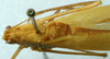 CollectionObject 1517515; 3cf628eb-6858-4669-9971-c76095cb3e3d: male, dorsal view (holotype). (CollectionObject).