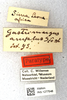 CollectionObject 1594381; 389f0a20-894d-4c88-acc9-21f576cd592e: labels (paratype of Gastrimargus amplus). (CollectionObject).