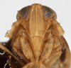 Head on Delphacodes turgidus Beamer, 1948: (Observation).