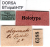 CollectionObject 1500363; f7d0ae29-93ad-4026-a79c-d05ce38bbefa, DORSA BTxipaliHTF: labels (holotype). (CollectionObject).
