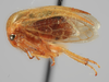 Habitus, lateral view on Anisostylus fulgidus (Ball, 1937): (Observation).