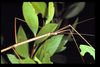 Denhama gracilis (Sjöstedt, 1918): copyright D.C.F. Rentz. female, Qld: Jardine River, xi.1993. (Otu).