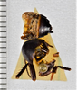CollectionObject 1618806; fd7bfd72-4469-4816-a6b5-07ed52f93c10: (CollectionObject).