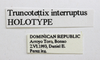 CollectionObject 1523452; b911f957-2441-441a-abdb-03d2ec89ddf0: labels (holotype). (CollectionObject).