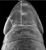 Head: !! display not done !! on Clorindaia cyphora Blocker & Fang, 1992: head, pronotum, scutellum, and forewing bases, dorsal view; measurements of median length of crown (a) and length of crown next to eye (b) are illustrated. (Observation).