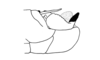 Adelotettix collaris (Bruner, 1908): Fig. 181. male abdomen tip, lateral view. (Otu).