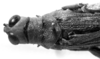 CollectionObject 1541285; 6cb34573-d8a3-41ff-8cf1-31f3709d8955: 1970. female head and pronotum, dorsal view (holotype). (CollectionObject).