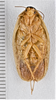 CollectionObject 1552899; 6c648c45-021f-4971-a0df-4807cf213542: (CollectionObject).