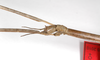 CollectionObject 1561740; cad9b209-0092-4d50-a6f4-82a852bdc97c: copyright MNHU, Berlin. female: head & upper thorax, lateral view (syntype). (CollectionObject).