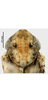 Head on Concavifer marmoratus Dlabola, 1960: (Observation).