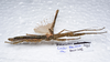 CollectionObject 1576225; 985b8913-dce5-4f73-8c67-3ef86f73e59a: copyright FRCS, Sabah. female, lateral view (holotype). (CollectionObject).
