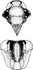 Head: Head and thorax. (Observation).