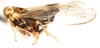 Habitus, lateral view on Dicranotropis (Dicranotropis) hamata (Boheman, 1847): (Observation).