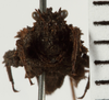 CollectionObject 1529973; NHRS 12934, 4cfef4cd-5ef2-4f50-9da3-91d068fc9a4c: male, frontal view (holotype). (CollectionObject).