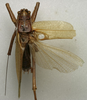 CollectionObject 1535131; d0c51dd8-88e3-45b6-a0e3-b2b0a062db69: male, dorsal view (holotype). (CollectionObject).