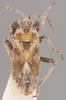 Henestaris laticeps curtulus Horváth, 1911: Henestaris curtulus HOLOTYPE (NMNH) - (CC BY-NC 3.0) - Photo by Pablo M. Dellapé with permission from the National Museum of Natural History (NMNH), Smithsonian Institution, Washington, D.C. (Otu).