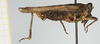 CollectionObject 1575979; 747109f9-f59d-4e94-99a5-5e6b746ef02c, NHMUK010924535: female, lateral view (paratype). (CollectionObject).