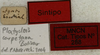 CollectionObject 1536009; 62099709-3525-4cbf-ba77-ea6b8b465b2d: labels (syntype). (CollectionObject).