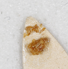 CollectionObject 1528779; 8db1dfe7-2def-47eb-9d84-d01999b68e5d: male, phallic complex (holotype_. (CollectionObject).