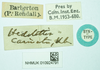 CollectionObject 1477358; 84585d28-da07-4b49-9c3d-9310df39b96b, NHMUK010924791: labels (syntype). (CollectionObject).