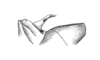Eurotettix femoratus Bruner, 1906: Fig. 7Q. distal abodminal segment, lateral view. (Otu).