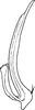 Aedeagus, lateral view: !! display not done !! on Zygina (Anatolidia) Zakhvatkin, 1937: Aedeagus (Z. (A.). obesa Zachv.), lateral view. (Observation).