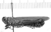 CollectionObject 1566512; 9edb290e-5782-4265-b4a6-cc2d4ca851f9: male, lateral view (allotype). (CollectionObject).