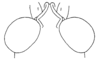 Malezacris hirsuta Amédégnato & Poulain, 1998: Fig. 30. Head (dorsal view). (Otu).