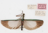CollectionObject 1562149; NMW 150, 77f8ec9a-8c3d-4893-8a13-edf1d0127e00: copyright NMW, Vienna. female, dorsal view (holotype). (CollectionObject).