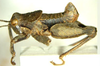 Tanquata kaiba Otte, 2014: male, lateral view. (Otu).