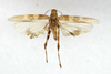 CollectionObject 1499157; fea1bd3f-39fa-4a84-a258-356a2a952865: male, dorsal view (holotype). (CollectionObject).