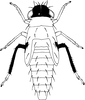 Nymph: (Observation).