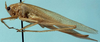 CollectionObject 1533107; b587d9cc-f83f-415c-a58e-d5f22331b6f6: female, lateral view (holotype). (CollectionObject).
