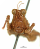 CollectionObject 1567958; 782d1802-5350-47f2-89ba-6e04fade391a: male, frontal view. (CollectionObject).