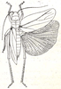 Physocorypha politurata Karsch, 1896: Fig. 41. female, dorsal view (from Karsch 1896, tegmina 30.6 mm, ovipositor 7 mm). (Otu).