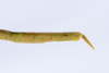 CollectionObject 1579412; 6c118a06-2a35-45a2-9e46-129f5e2d0fac: copyright ANSP. female: end of abdomen, lateral view (paratype). (CollectionObject).