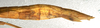 CollectionObject 1558933; NMW 385', 8e79b2f4-7e4b-4638-a1db-a0ff71c71939: copyright NMW, Vienna. female: end of abdomen, lateral view of synonym Pachymorpha tricarinata (syntype). (CollectionObject).