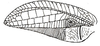 Pseudophyllus neriifolius (Lichtenstein, 1796): Fig. 23. male left tegmen. (Otu).