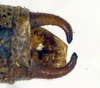 CollectionObject 1583462; b6af8ea9-2df1-4170-b12f-151e843fdb91: male abdomen tip, dorsal view. (CollectionObject).