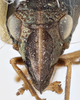 Head: !! display not done !! on Bruchomorpha oculata Newman, 1838: (Observation).