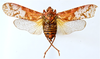Habitus, dorsal view on Chilobia flora Audibert & Porion, 2016: (Observation).