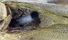 CollectionObject 1517193; fb893a35-5280-4da2-a85e-2f7174690519: male stridulatory area (syntype). (CollectionObject).