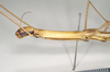 CollectionObject 1560554; de755447-36f8-4b12-8b13-9b32367090e8: copyright natural History Museum, London. female: head and thorax, lateral view of synonym Arrhidaeus stali (syntype). (CollectionObject).;CollectionObject 1560555; 8eb330cc-b2d5-4447-b7a1-f86b1726ccce: copyright natural History Museum, London. female: head and thorax, lateral view of synonym Arrhidaeus stali (syntype). (CollectionObject).