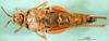 CollectionObject 1570333; f866583a-972d-463a-ac41-78b3513447e0: female, ventral view (paralectotype). (CollectionObject).